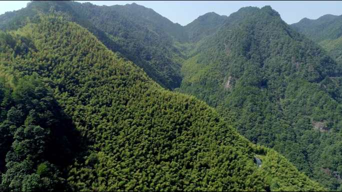 大自然高山竹海4K