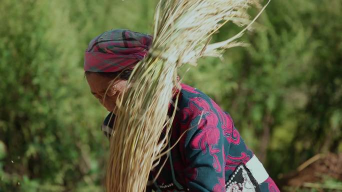 乡村振兴云南彝族水稻丰收打米