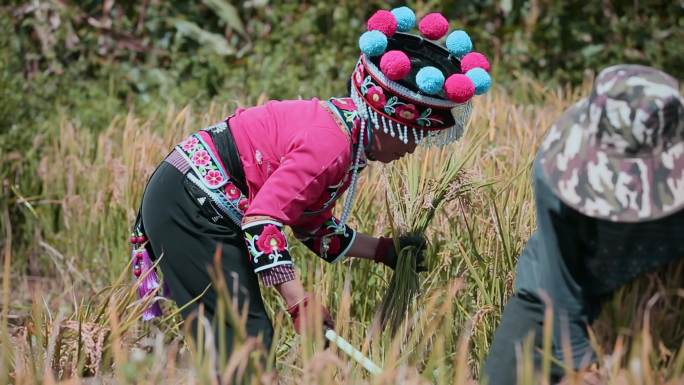 乡村振兴水稻丰收彝族妇女彝族服装镰刀收割