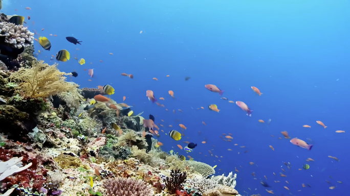 多场景实拍海底世界鱼群珊瑚