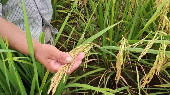 水稻稻田配种 水稻试验田种植种子稻穗