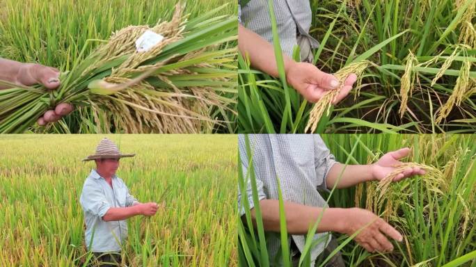 水稻稻田配种 水稻试验田种植种子稻穗