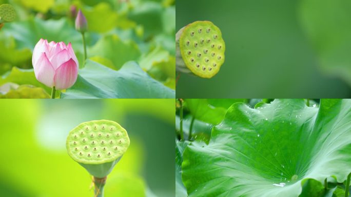 池塘荷花莲藕