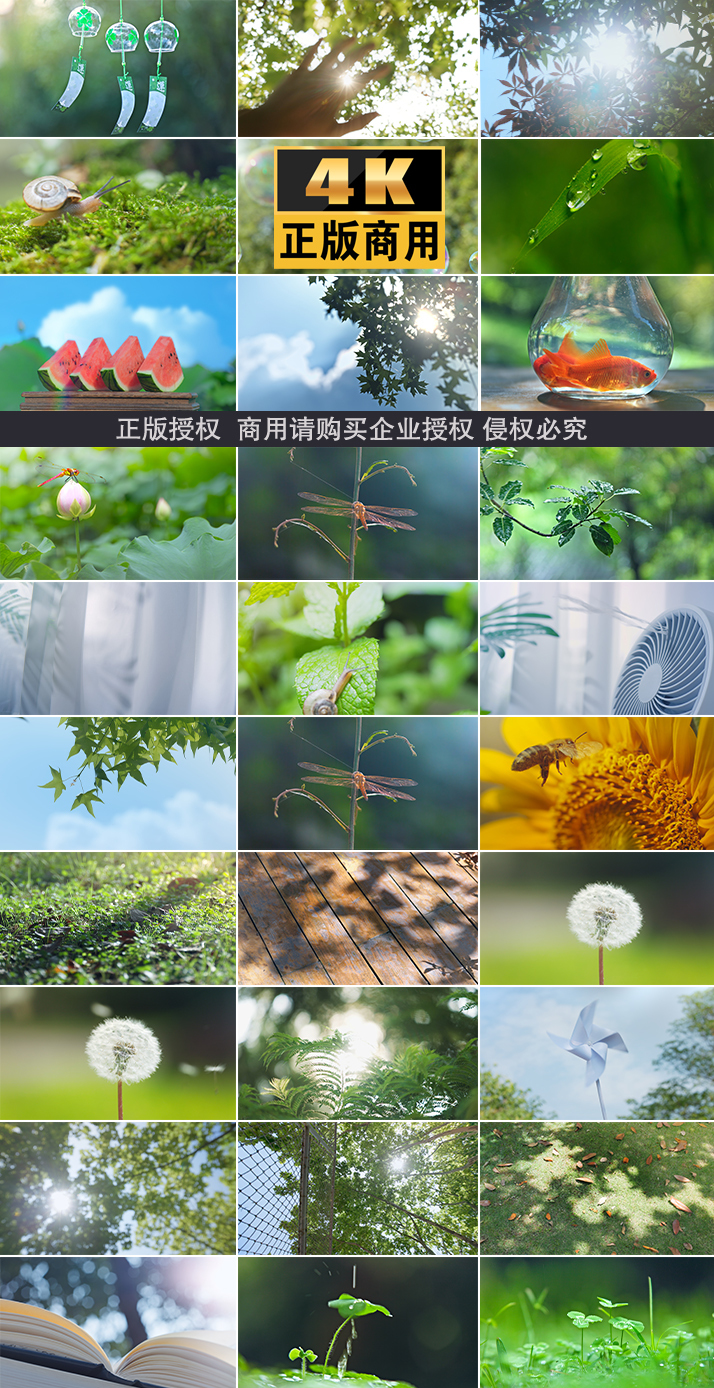 阳光唯美树叶夏天蒲公英雨夏日光晕树逆光