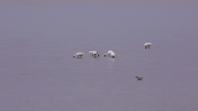 S白琵鹭、湿地、觅食