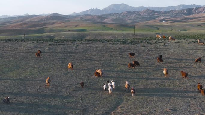 4K航拍新疆阿勒泰萨尔布拉克草原羊群