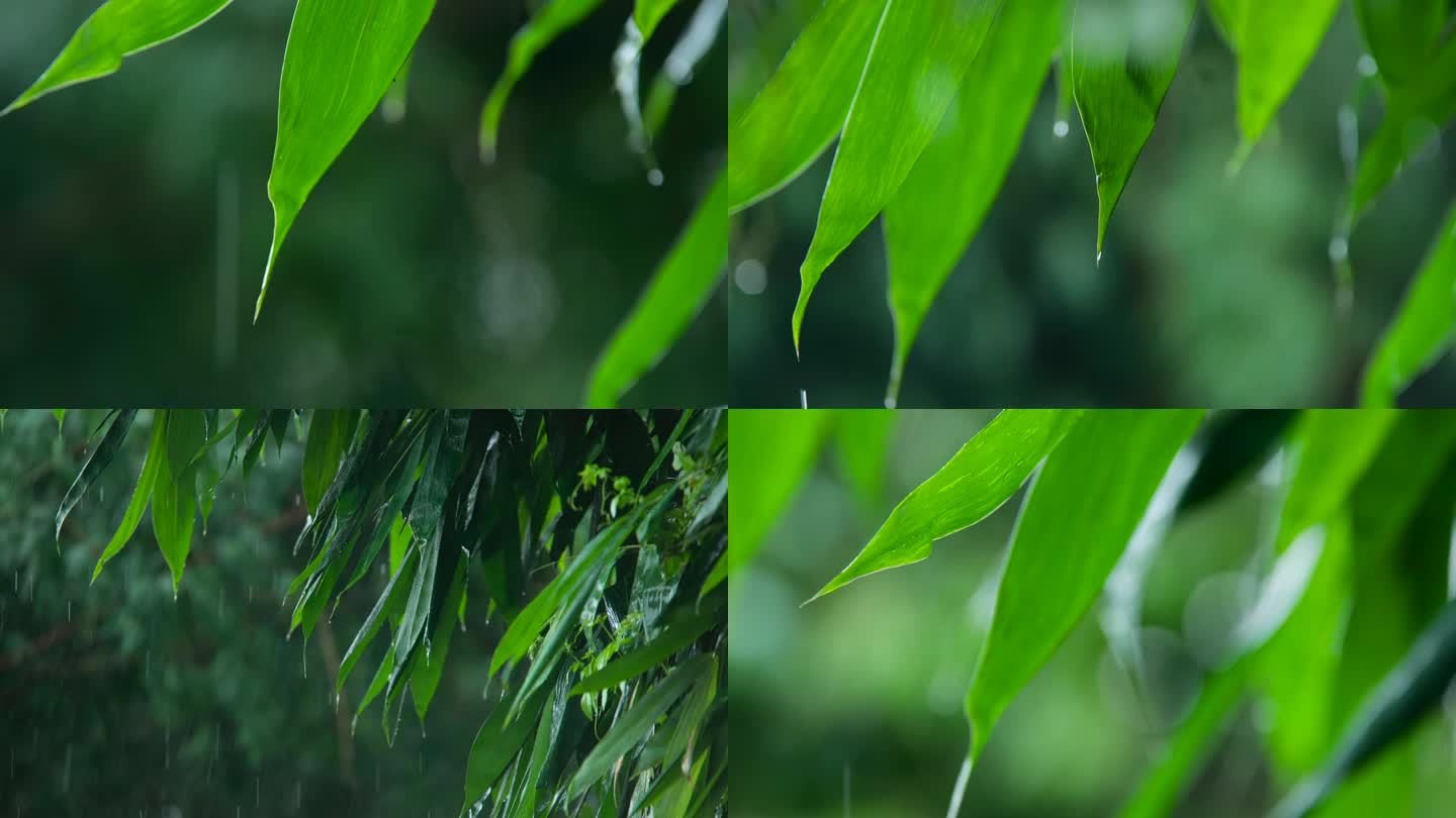 雨天下雨雨滴竹子竹叶