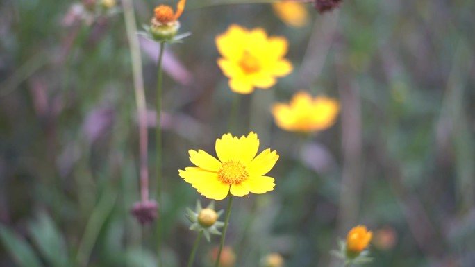 黄花 唯美空镜 空镜转场 花特写