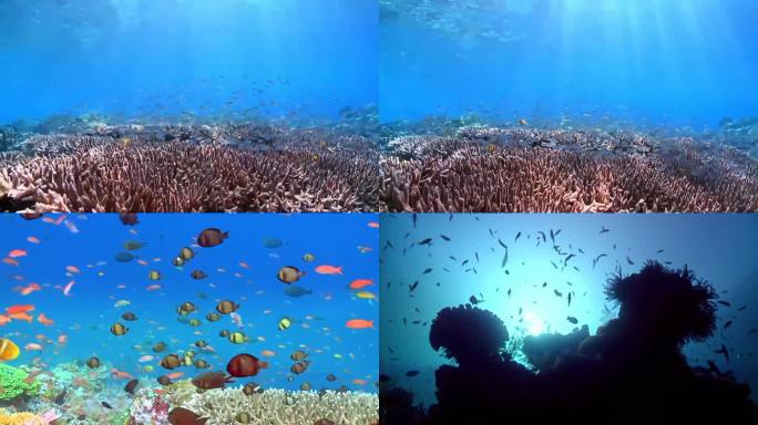 4K实拍海底世界鱼群珊瑚