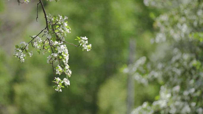 几组鲜花镜头