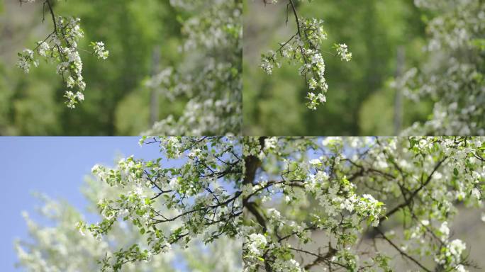 几组鲜花镜头