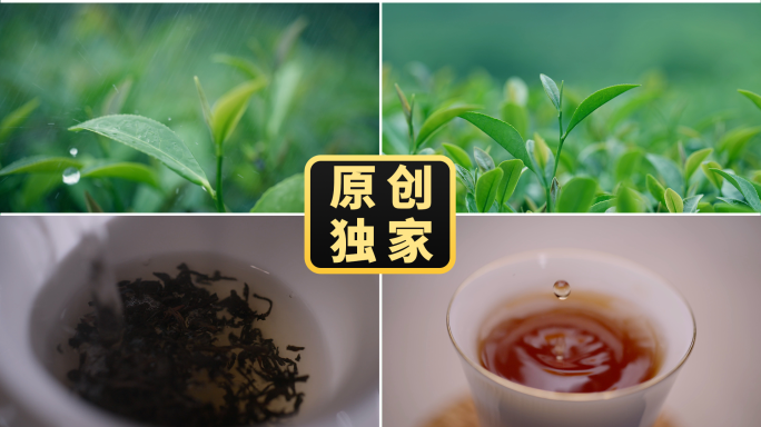 茶园茶山采茶泡茶品茶喝茶茶艺茶道茶文化