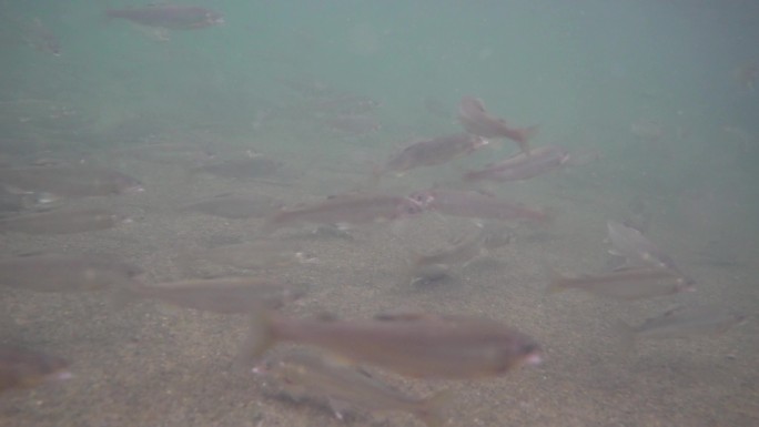 农业淡水石斑鱼生态养殖水下云群实拍视频