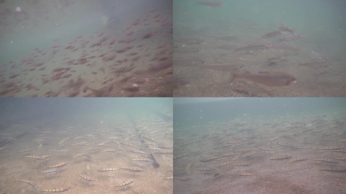 农业淡水石斑鱼生态养殖水下云群实拍视频
