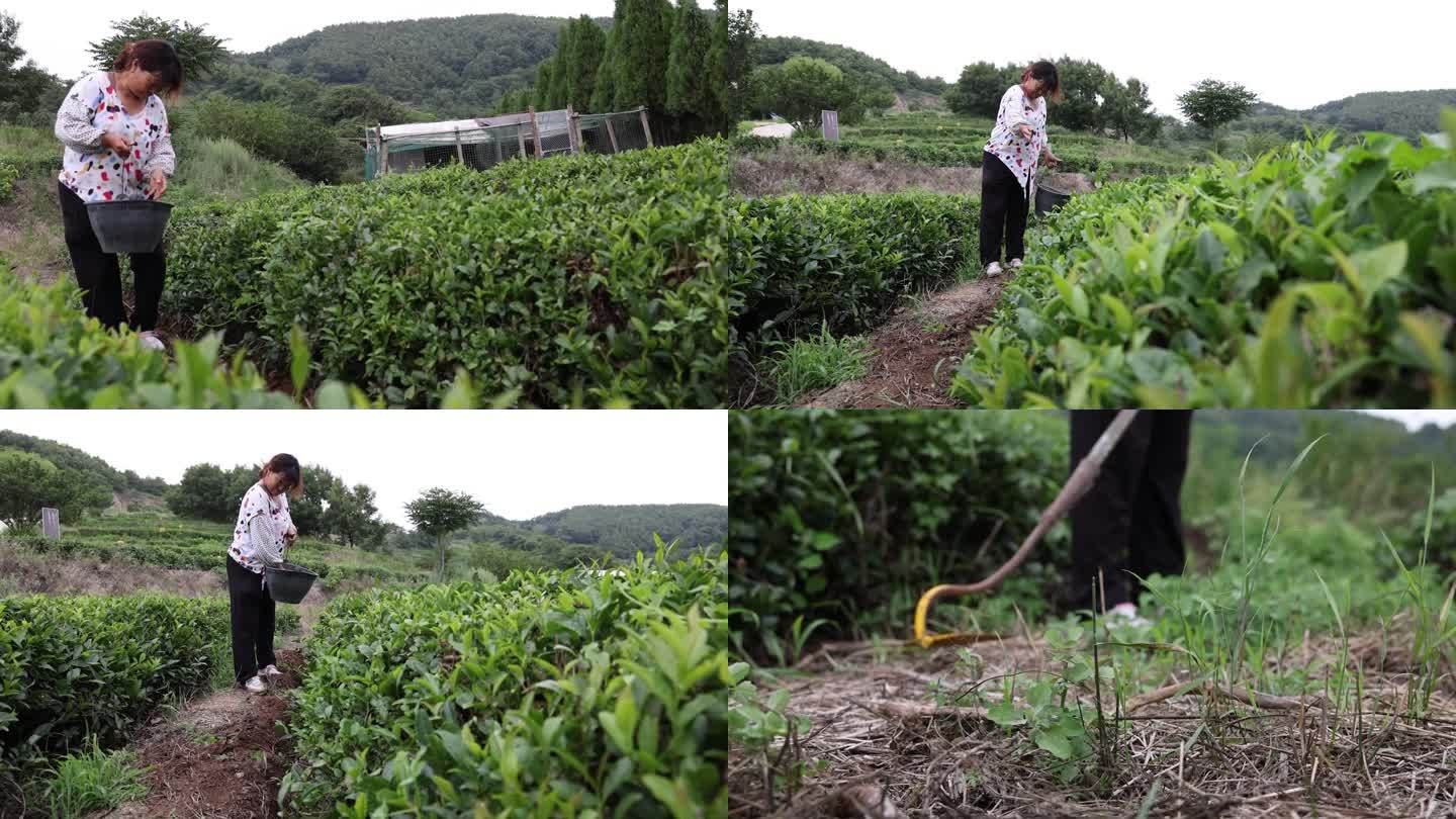 茶园施肥 茶园除草