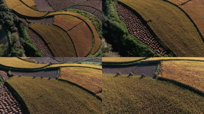 云南乡村山区农田调色板