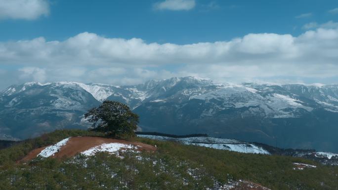 冬季云南红土地雪景视频雪山环绕神树
