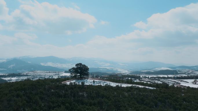 冬季红土地雪景自然风光视频积雪映衬神树