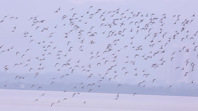 S群鸟在天空飞行、鸟类迁徙