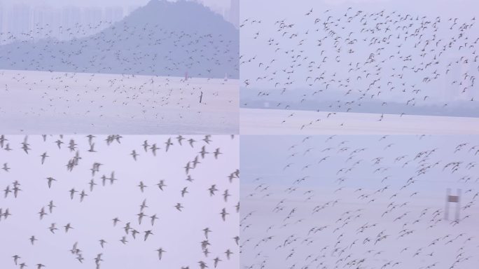 S群鸟在天空飞行、鸟类迁徙