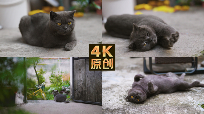 猫蓝猫宠物可爱猫咪