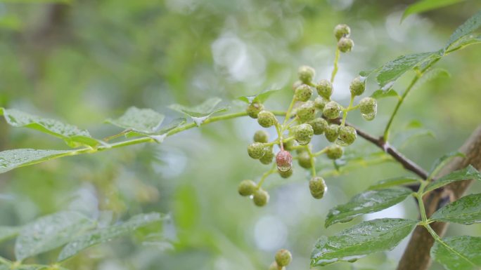 雨中树上的青花椒花椒树果实特写