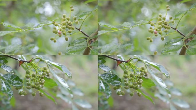 雨中树上的青花椒花椒树果实特写