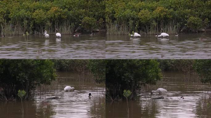 S琵鹭、野鸭、水中觅食、湿地