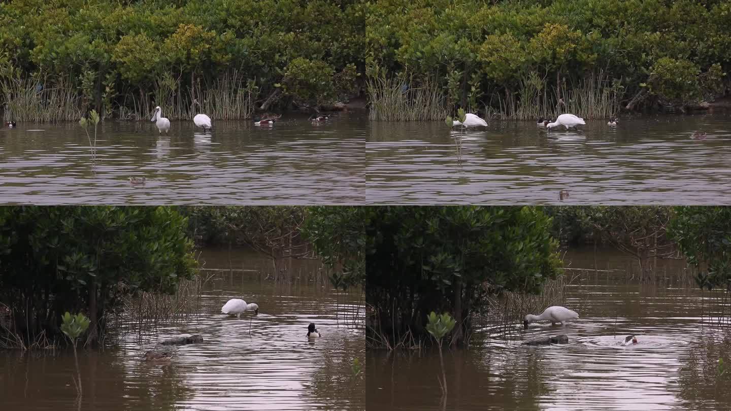 S琵鹭、野鸭、水中觅食、湿地