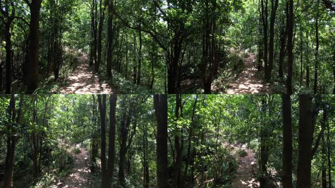 树林光影 阳光闪烁