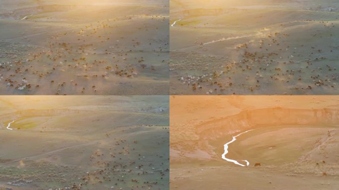 4K航拍新疆阿勒泰萨尔布拉克草原夕阳羊群