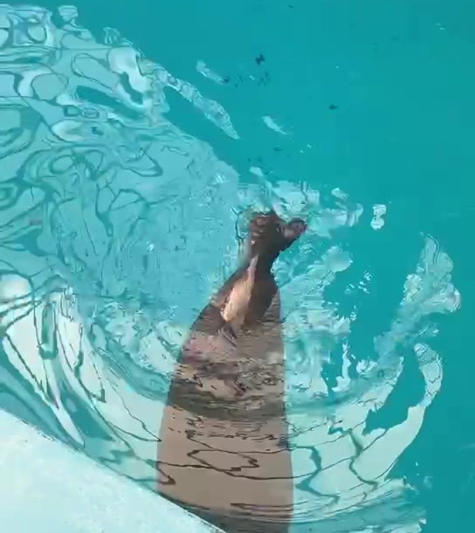 海豚动物园海洋动物海洋生物蓝色素材