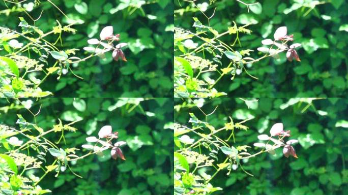 红屁股小鸟在花丛中快速划过画面