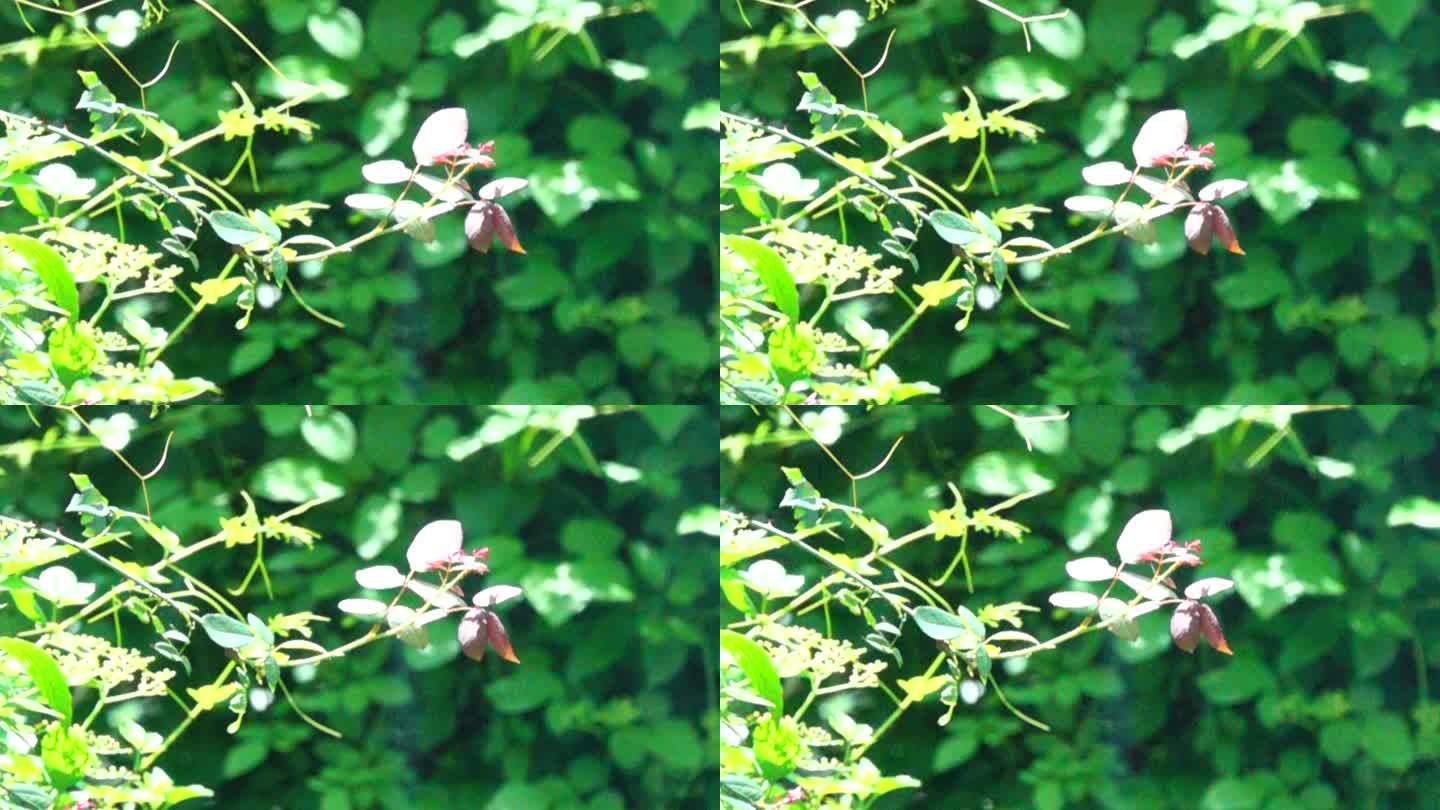 红屁股小鸟在花丛中快速划过画面