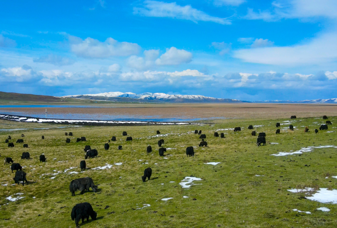 航拍四川红原大草原成群牦牛和雪山美丽风光