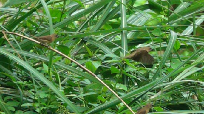 红屁股小鸟在草径上迎面展翅飞翔慢镜头