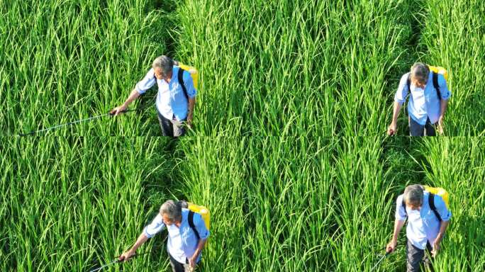 农村稻田水稻老人农民背喷雾器打农药除虫