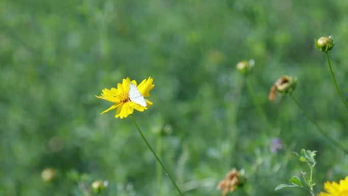 蝴蝶落到野生小菊花上