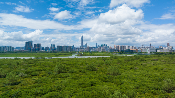 深圳福田红树林航拍延时