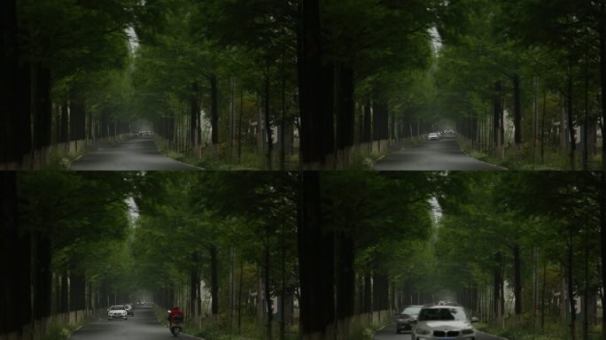 农村乡村山村雨天雨雾道路车辆水杉行道树