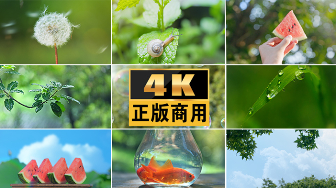 夏天小清新荷花夏日雨阳光下雨树叶蒲公英夏