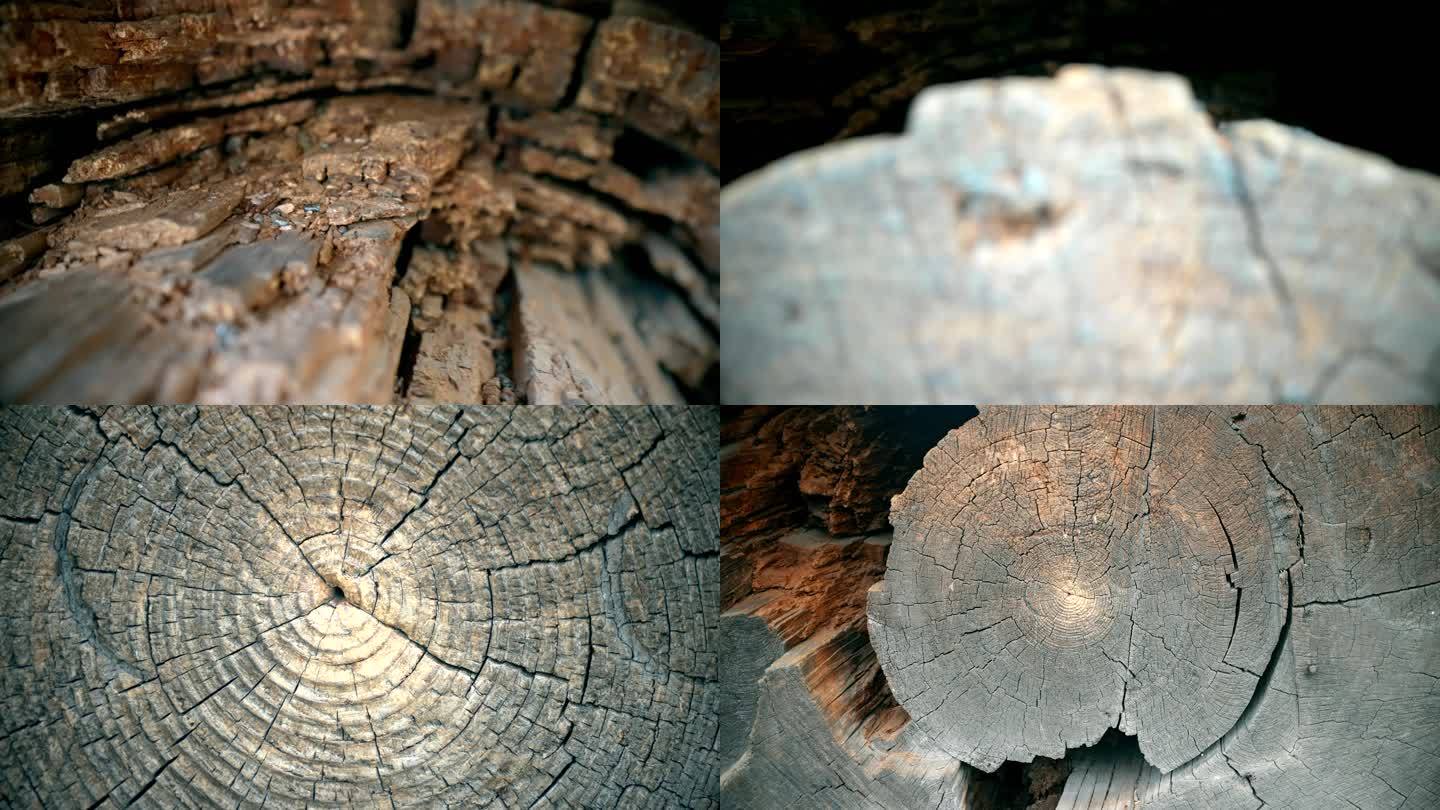 老树木材内部肌理年轮