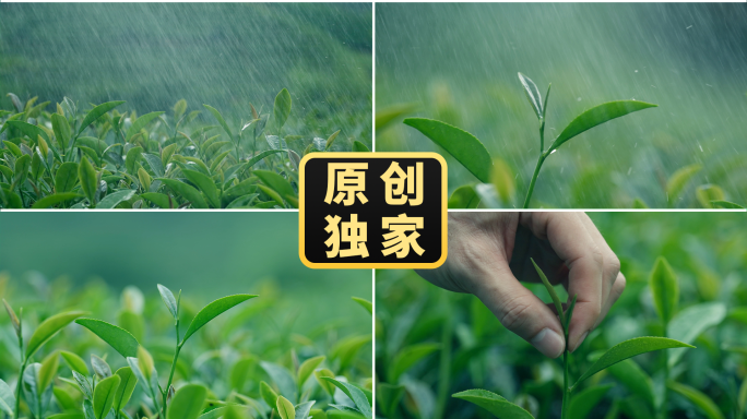 唯美茶叶茶园茶山采茶摘茶采摘茶叶雨滴露珠