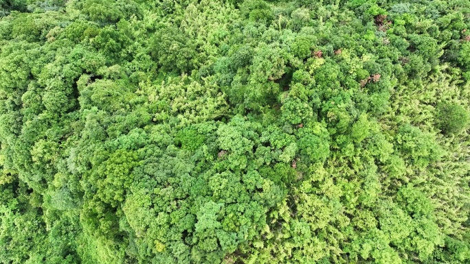 大山深林 树枝茂盛