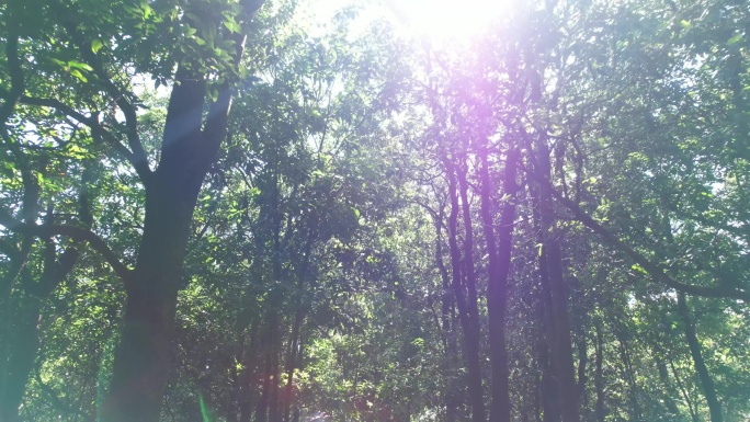 树林光影 阳光闪烁