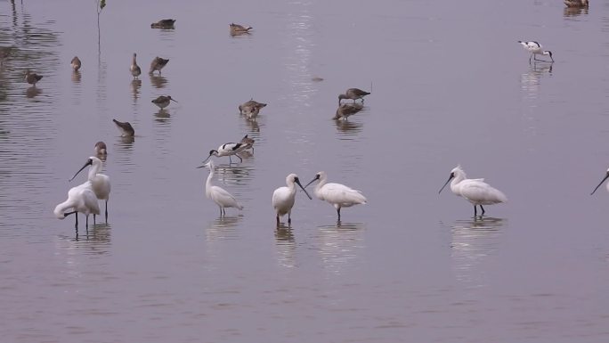 S反嘴鹬、琵鹭、泽鹬、湿地觅食近