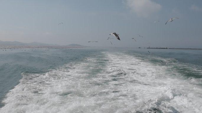 在大海上飞行的海鸥，自由自在，无拘无束。
