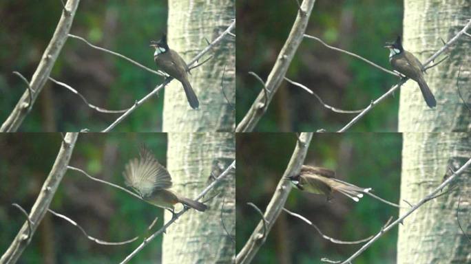 红屁股小鸟在森林中展翅飞翔慢镜头
