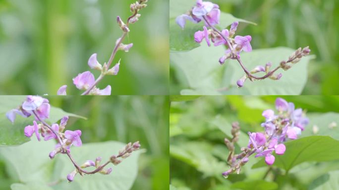 小菜园梅豆开花农作物花朵特写梅豆