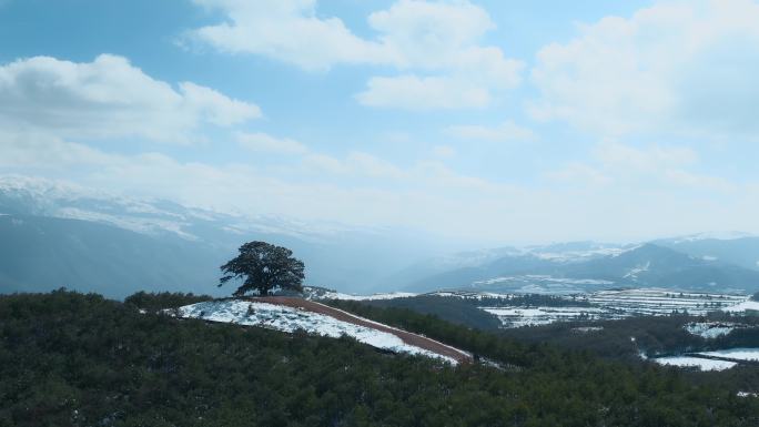 冬季云南红土地雪景视频雪山白云环绕的神树